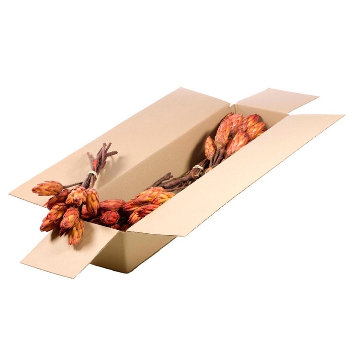 <h4>Protea Pendula (repens) Sb Natural Orange</h4>