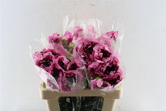 <h4>Ran As Charlotte</h4>