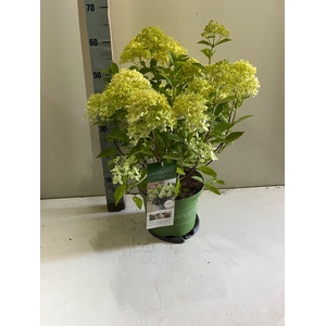 HYDR PANICULATA