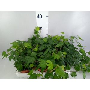 HEDERA HELIX 'GREEN RIPPLE' .