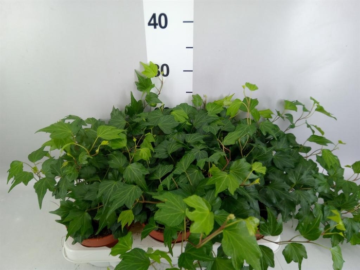 <h4>HEDERA HELIX 'GREEN RIPPLE' .</h4>