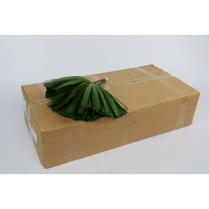 Raphis Cutted (air)(per stem)