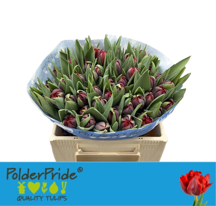 <h4>Tu Du Red Princess</h4>