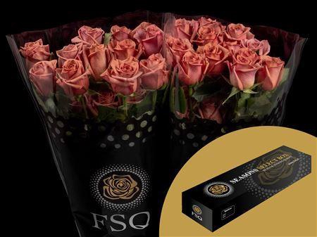 <h4>R Gr Barista Box</h4>