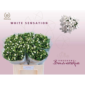 Bouvardia si white sensation