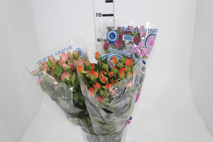 <h4>ROSA SPRAY VARIADA 060 CM</h4>