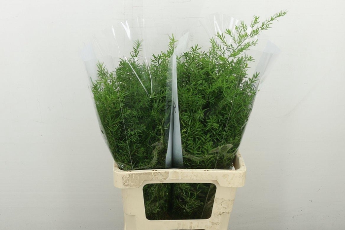 <h4>Asp Dens Cwebe</h4>