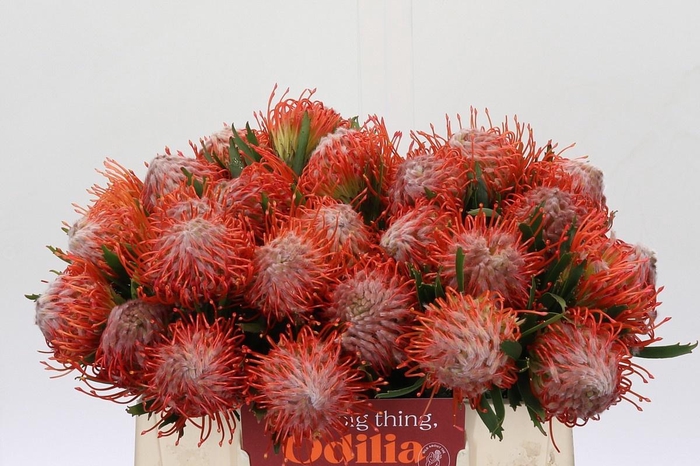 <h4>LEUCO CO TANGO</h4>