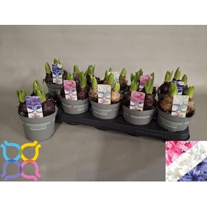 HYACIN PEAR GEM 4 KL