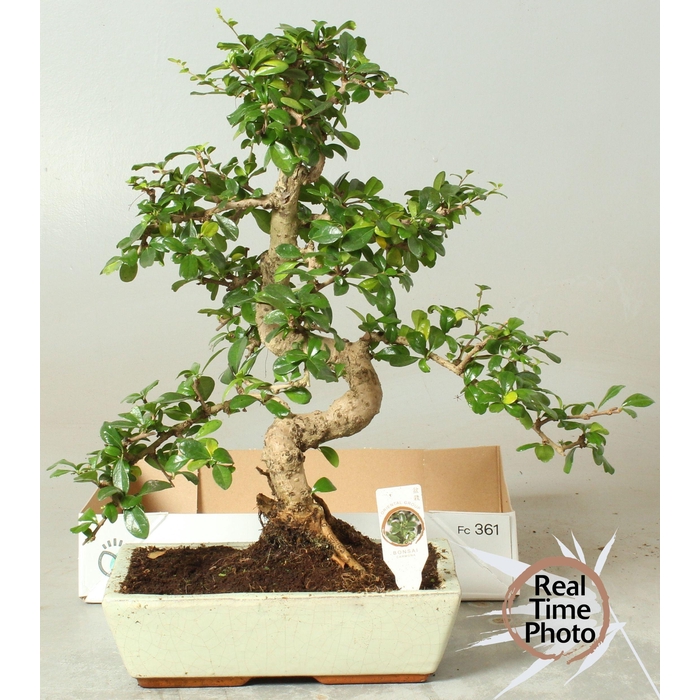 <h4>BONSAI GEM</h4>