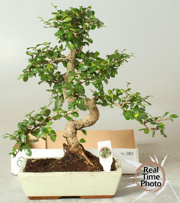 BONSAI GEM