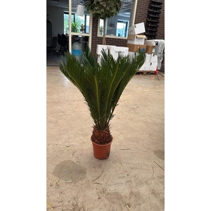 Cycas revoluta