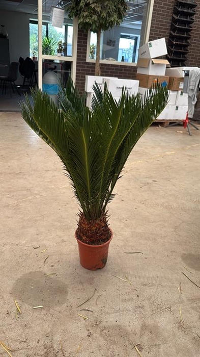 <h4>Cycas revoluta</h4>