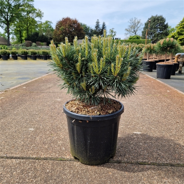 <h4>Pinus sylvestris 'Chantry Blue'</h4>
