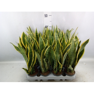 Sansevieria trifa. 'Laurentii'