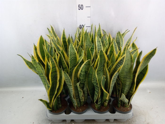 <h4>Sansevieria trifa. 'Laurentii'</h4>