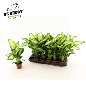 !! PROMO !! DIEFF CAMILLA P9