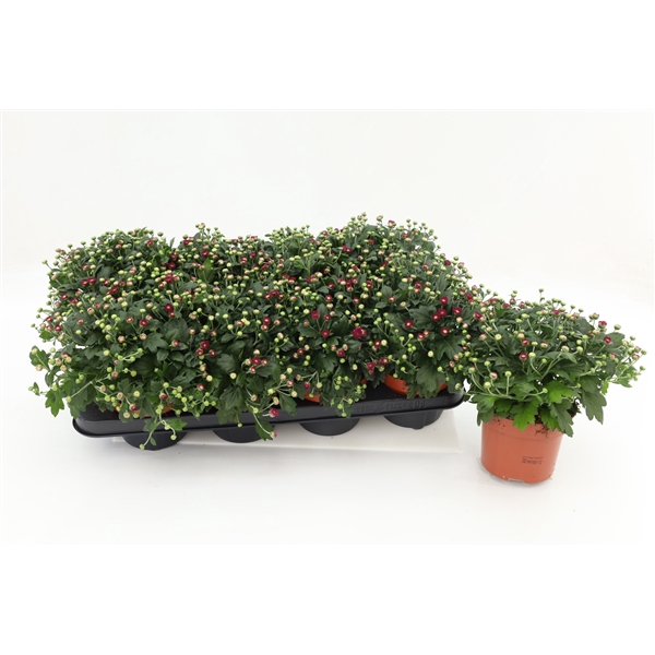 <h4>Chrysanthemum Gardenmum Purple 13cm</h4>