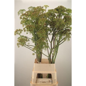 Foeniculum Vulgare Ferule