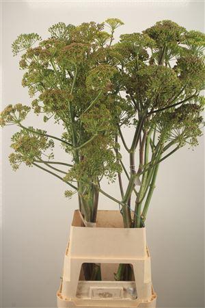 <h4>Foeniculum Vulgare Ferule</h4>