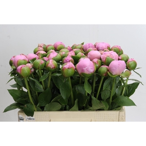 Paeonia Angel Cheeks