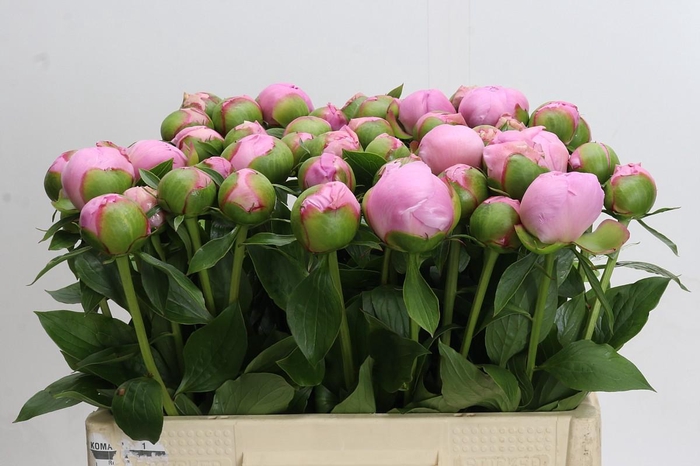 <h4>Paeonia Angel Cheeks</h4>