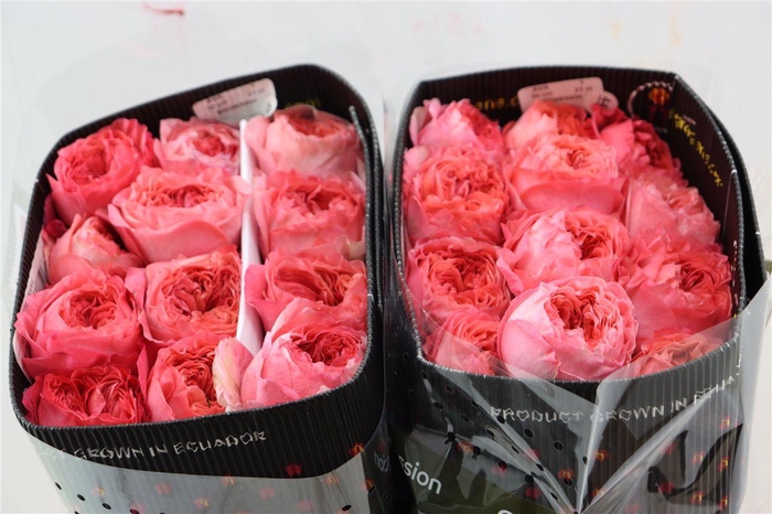 <h4>R Gr Boomerang</h4>