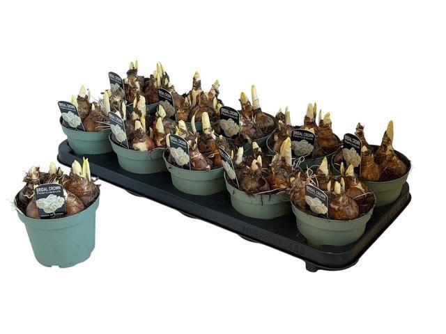 <h4>NARC D BRIDAL CROWN</h4>