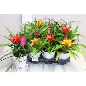 ARR BROMELIA