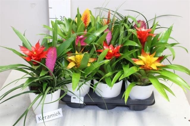 <h4>ARR BROMELIA</h4>