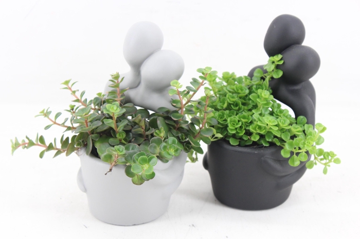 <h4>arr3 SN - Ker. peolpe pot x8</h4>