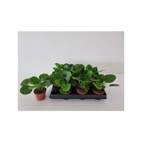 <h4>Pilea Peperomioides</h4>