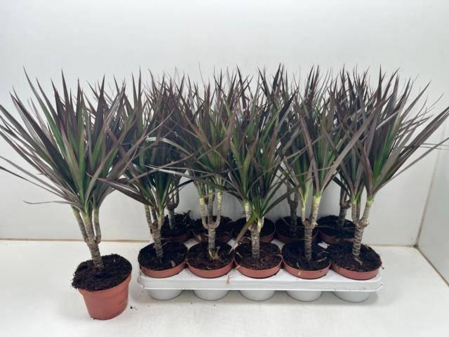 <h4>DRA MARG MAGENTA</h4>