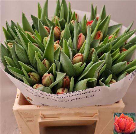 <h4>Tu Du Hermitage Double</h4>