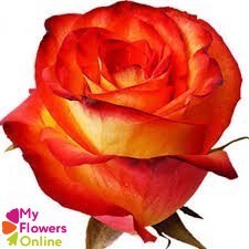 <h4>R Gr High & Magic Bicolor 50cm EC</h4>