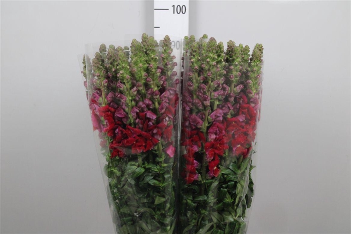 <h4>Antir Mary Red</h4>