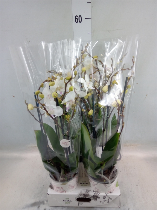 <h4>Phalaenopsis  'Manta Similan'</h4>