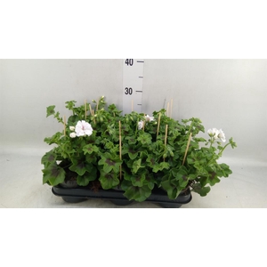 Pelargonium pelt.   ...