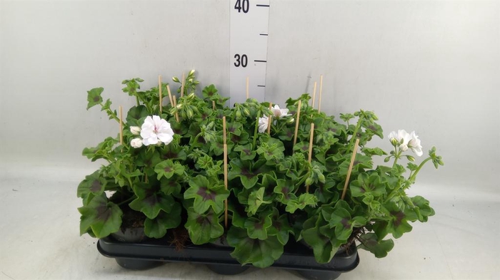 <h4>Pelargonium pelt.   ...</h4>