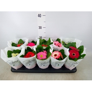 Gerbera   ...mix
