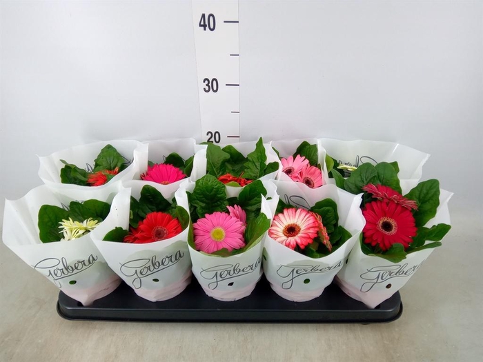 <h4>Gerbera   ...mix</h4>