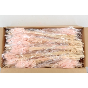 DF Lagurus Bs 50g/70cm Porcellana