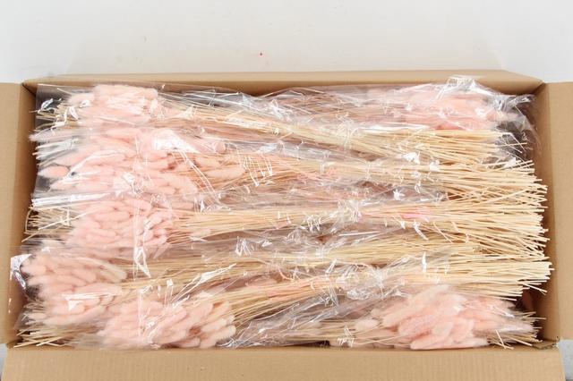 <h4>DF Lagurus Bs 50g/70cm Porcellana</h4>