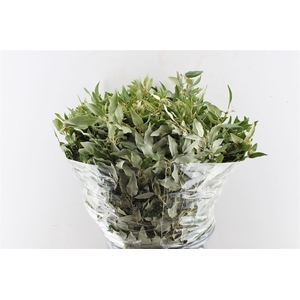 Steeneik Quercus Ilex 400 Gram