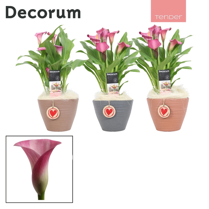 <h4>Zantedeschia Roze in Ompot Kaja LOVE (Decorum)</h4>