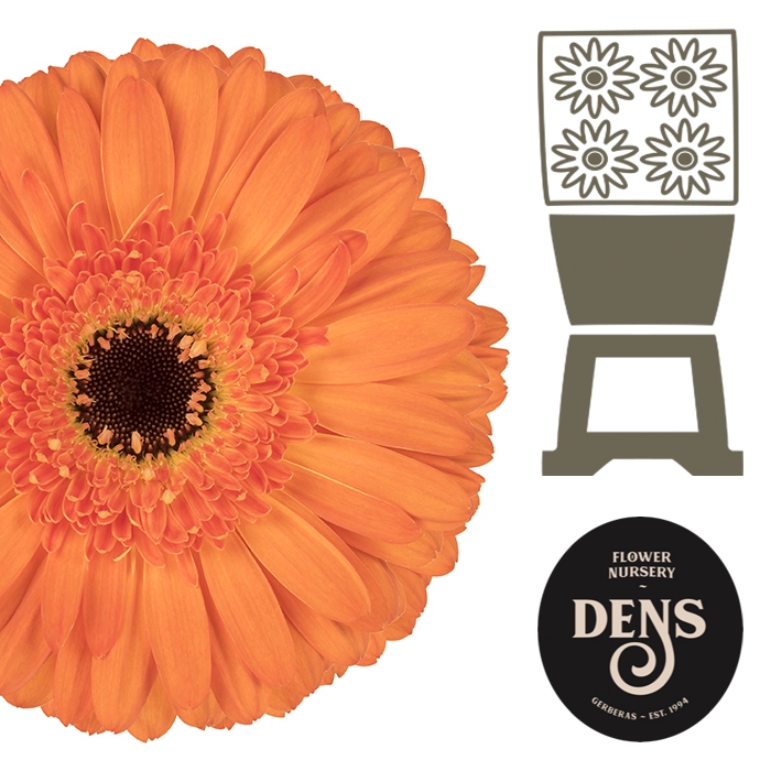GE GR FABIENNE DENS