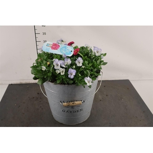 ! A... Bellis/ Viola 29 Cm. Emmer C