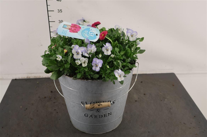 <h4>! A... Bellis/ Viola 29 Cm. Emmer C</h4>