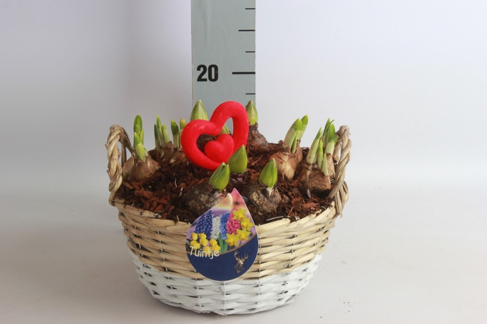 <h4>ARR BOL KNOLGEWAS</h4>