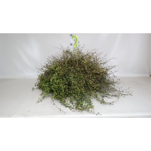 Muehlenbeckia com. 'Mao'ri'